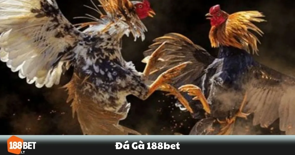 Đá Gà 188BET - Cổng Cá Cược Đá Gà Trực Tuyến Uy Tín 3 Đá Gà 188BET - Cách phân tích chiến kê trước khi đặt cược